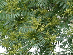Sapindus mukorossi