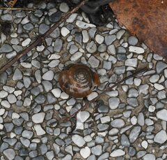 Macrochlamys hippocastaneum