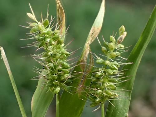Setaria adhaerens