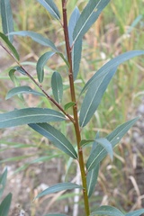 Salix