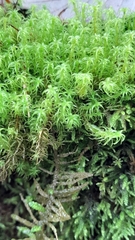 Tortella