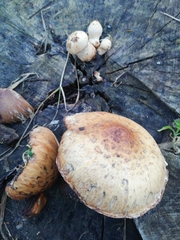 Hemipholiota populnea