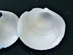 Divalinga quadrisulcata