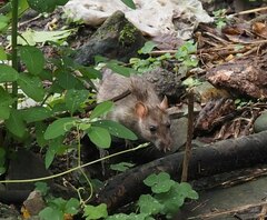 Rattus norvegicus