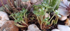 Aeonium sedifolium