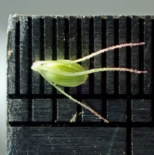 Setaria adhaerens