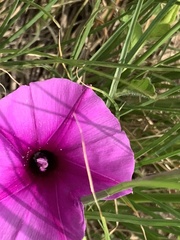 Ipomoea crassipes