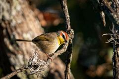 Basileuterus rufifrons