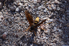 Polistes comanchus navajoe