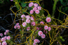 Lachnaea densiflora