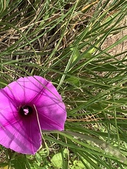 Ipomoea crassipes