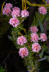 Lachnaea densiflora