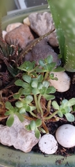 Aeonium sedifolium