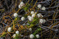 Lachnaea densiflora