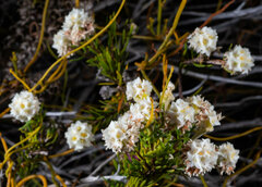 Lachnaea densiflora