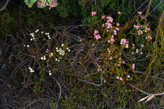 Lachnaea densiflora