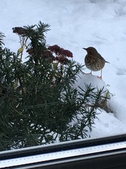 Turdus philomelos