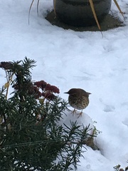 Turdus philomelos