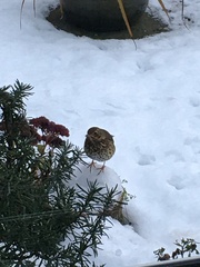 Turdus philomelos