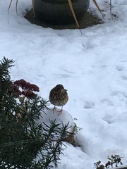 Turdus philomelos