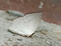 Curetis santana