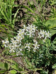 Clematis lathyrifolia