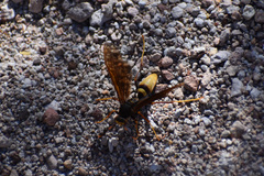 Polistes comanchus navajoe
