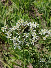 Clematis lathyrifolia