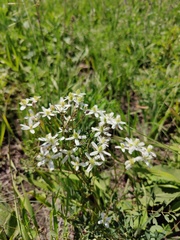 Clematis lathyrifolia