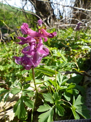Corydalis cava