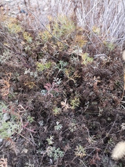 Artemisia fauriei