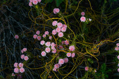 Lachnaea densiflora