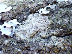 Lecanora barkmaniana