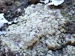 Lecanora barkmaniana