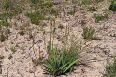 Tritoniopsis antholyza