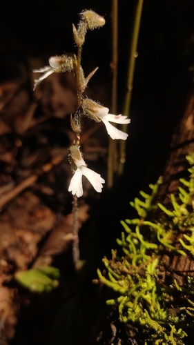 Image of Zeuxine longilabris by (c) Jyotsna Nag, some rights reserved (CC BY)