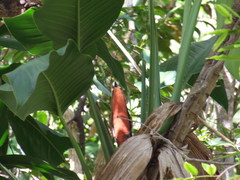 Epipremnum amplissimum