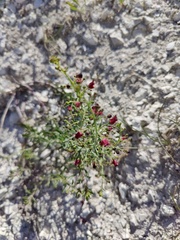 Scrophularia cretacea