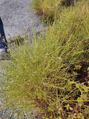 Genista umbellata
