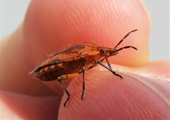 Agonoscelis venosa