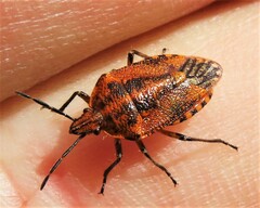 Agonoscelis venosa