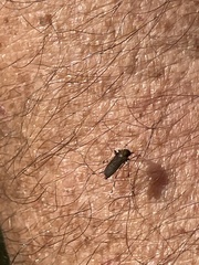 Aedes taeniorhynchus