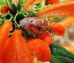 Agonoscelis venosa