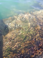 Padina pavonica