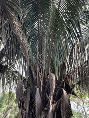 Attalea