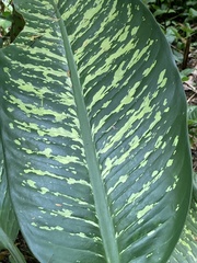 Dieffenbachia seguine
