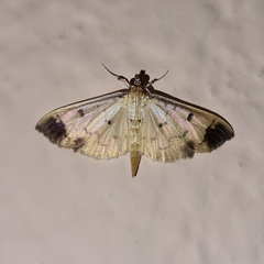 Eulepte