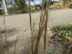 Austrostipa scabra