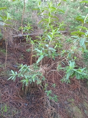 Cistus monspeliensis image