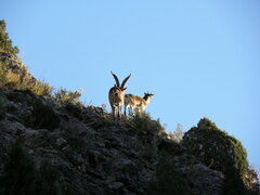 Capra pyrenaica